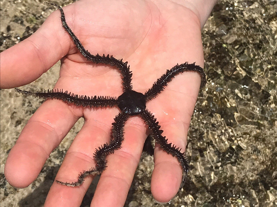 Baracuda Diving-蒙巴萨必去景点