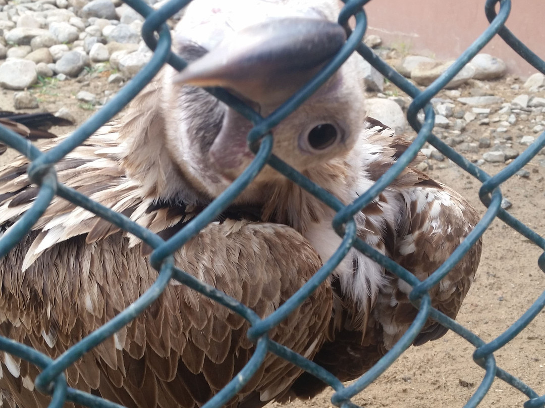 Kalba Bird of Prey Centre景点图片