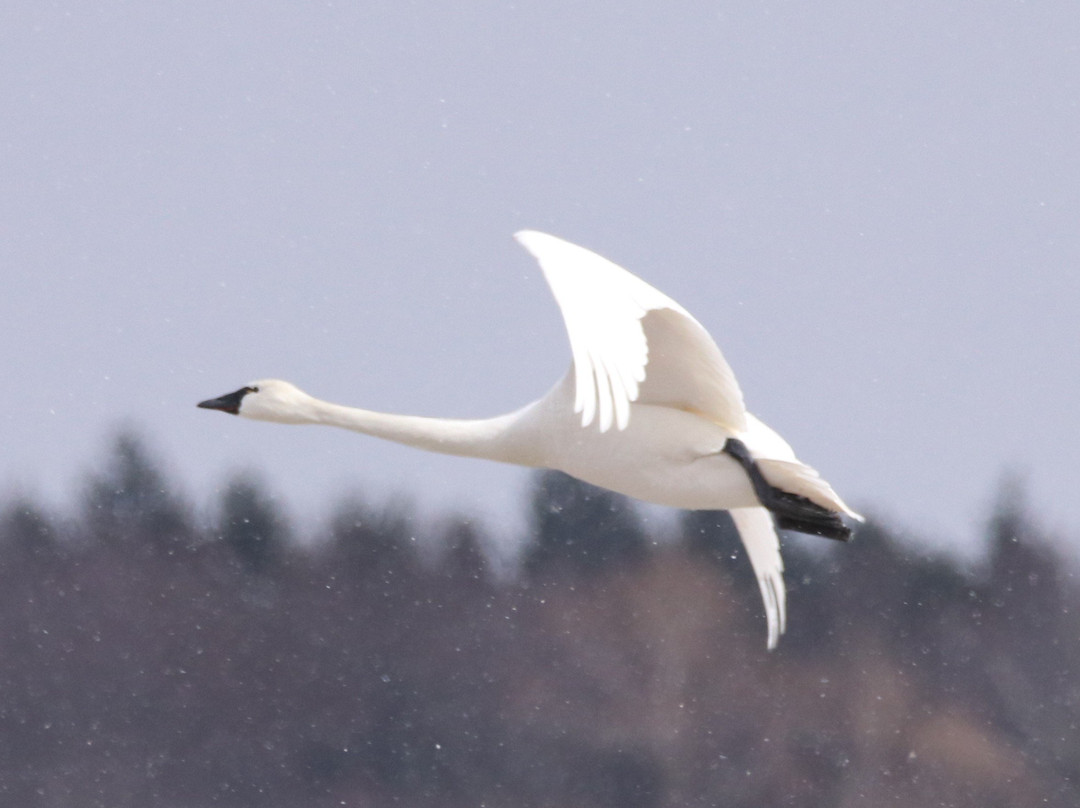 Aylmer Wildlife Management Area-Aylmer必去景点