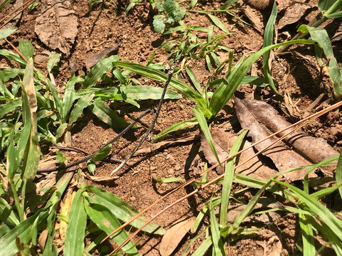 Parque Ecologico do Taboao