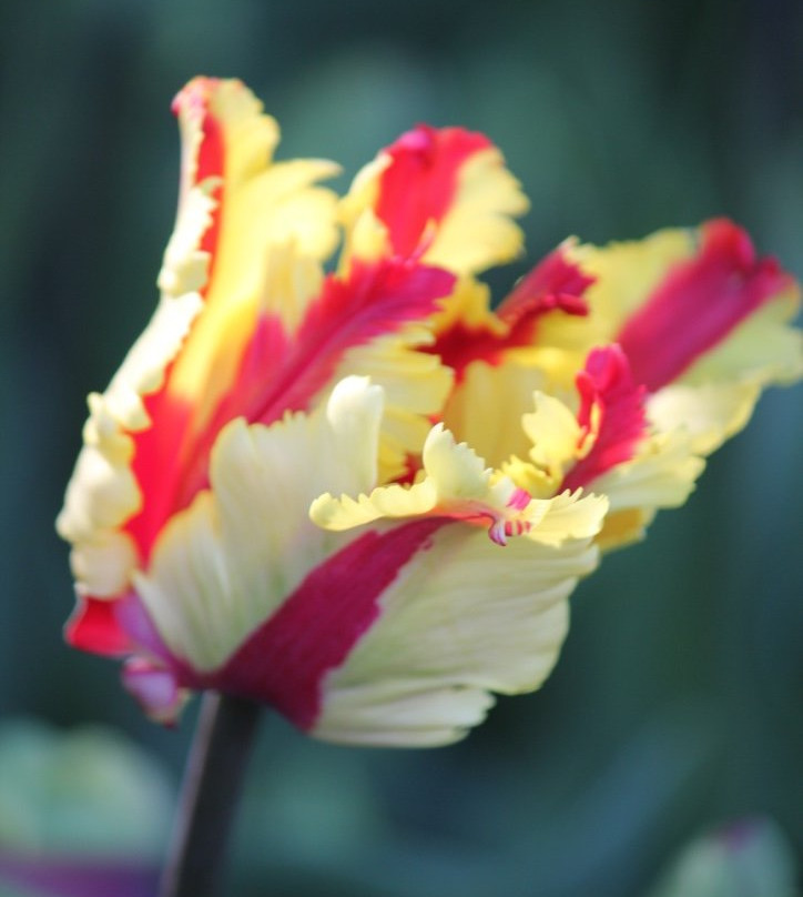 Skagit Valley Tulip Festival景点图片
