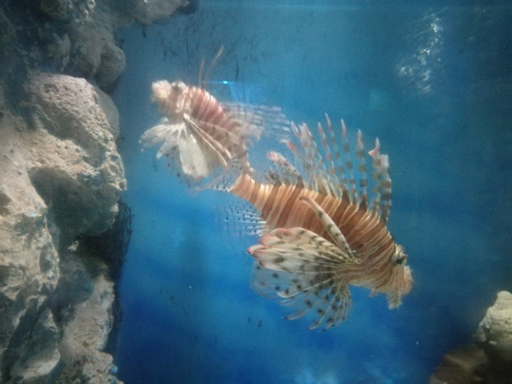 Rajamangkala Aquarium Trang景点图片