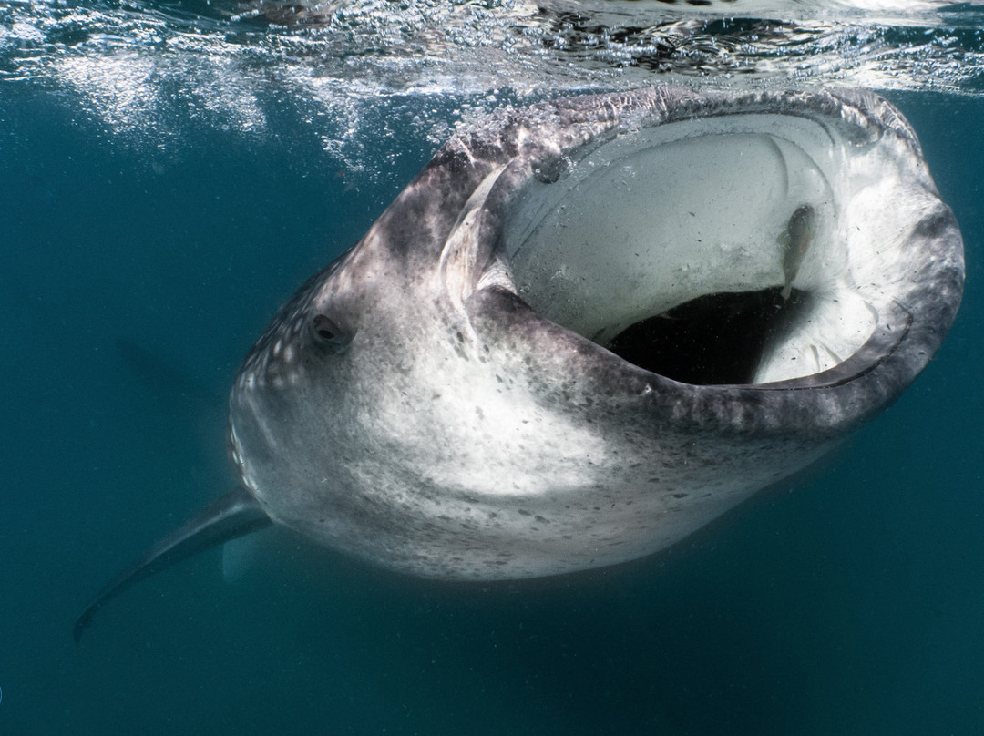 Nomad Diving-拉巴斯必去景点