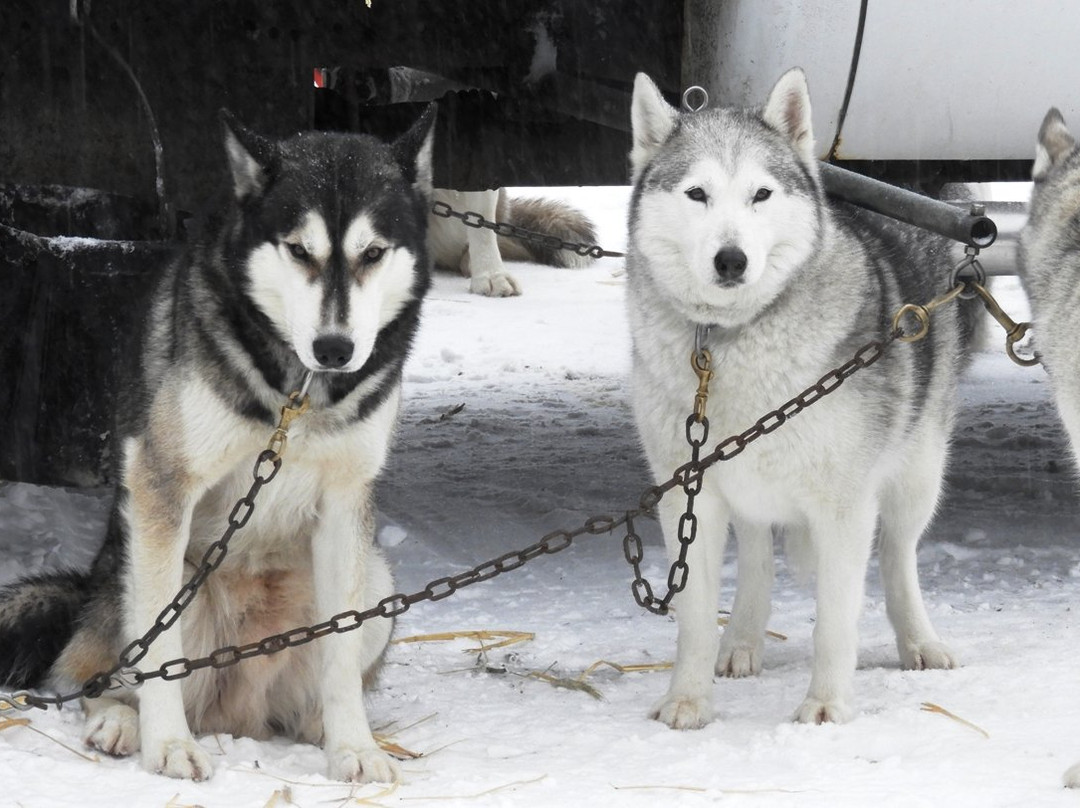 Braeburn Siberians-Windsor必去景点