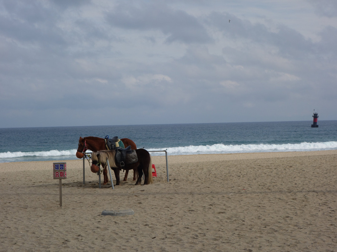 Gyeongpo Beach景点图片