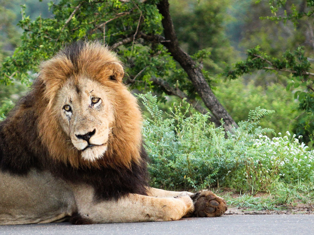 Southern Tours and Safaris景点图片