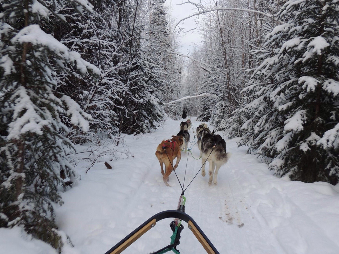 Golden Dog Sled Adventures景点图片