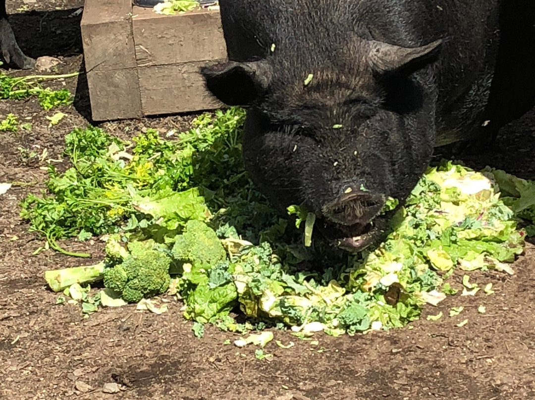 Ambler Farm-Wilton必去景点