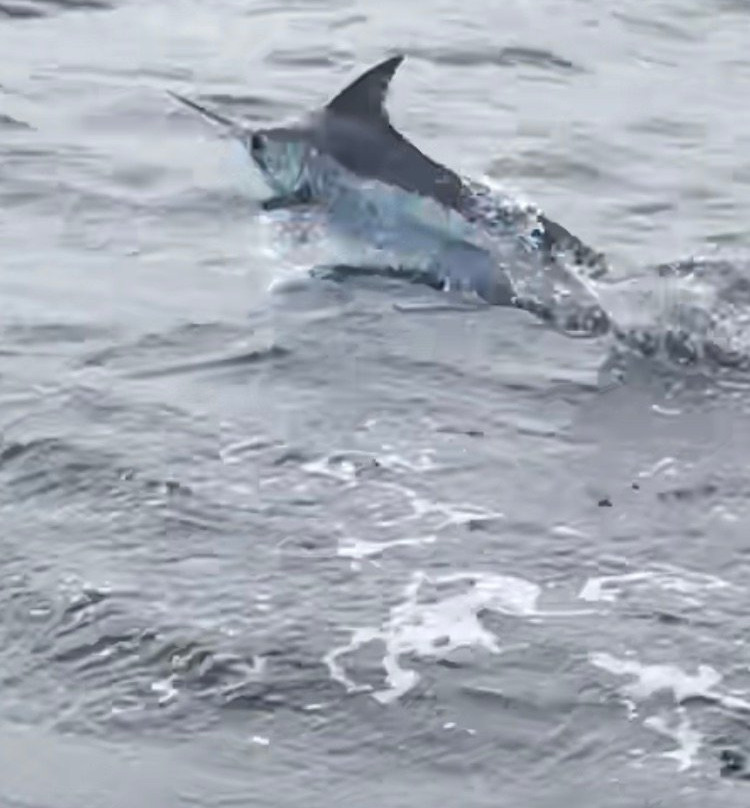 Ring Master Charters-庞帕诺比奇必去景点