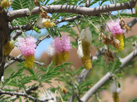 Kallisto Tours-斯瓦科普蒙德必去景点