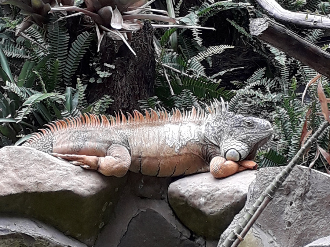 Reptile Park-瓦卡沃夫必去景点