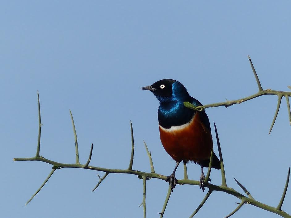 Wild Giant Safaris-莫西必去景点