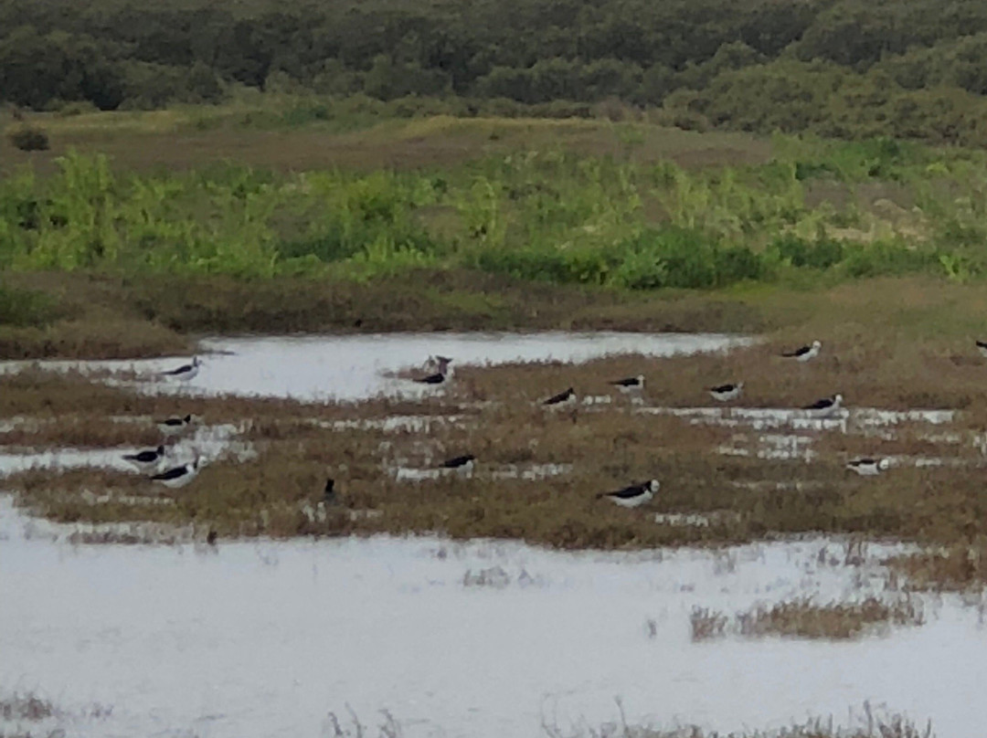 Pūkorokoro Miranda Shorebird Centre-Miranda必去景点
