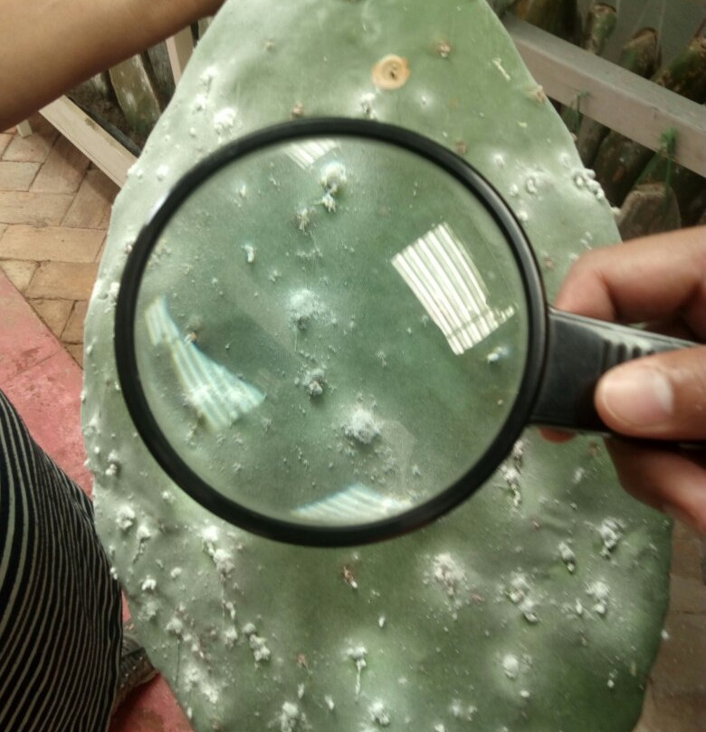 Museo Vivo de la Grana Cochinilla - Nocheztlicalli-瓦哈卡必去景点