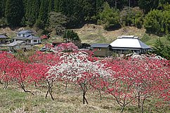 Yori no Ichiri Hanamomo-上田市必去景点