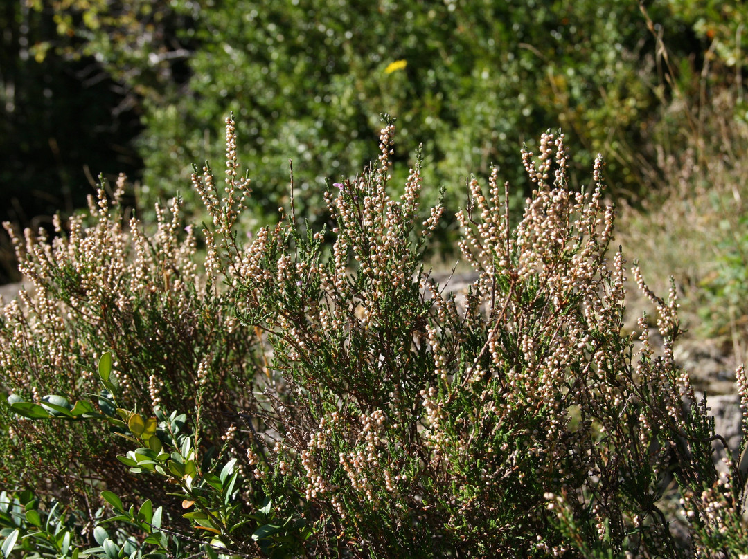 Cami del Toll Bullidor-Meritxell必去景点