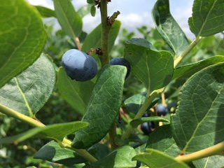Florida Best Blueberry Farm-因弗内斯必去景点