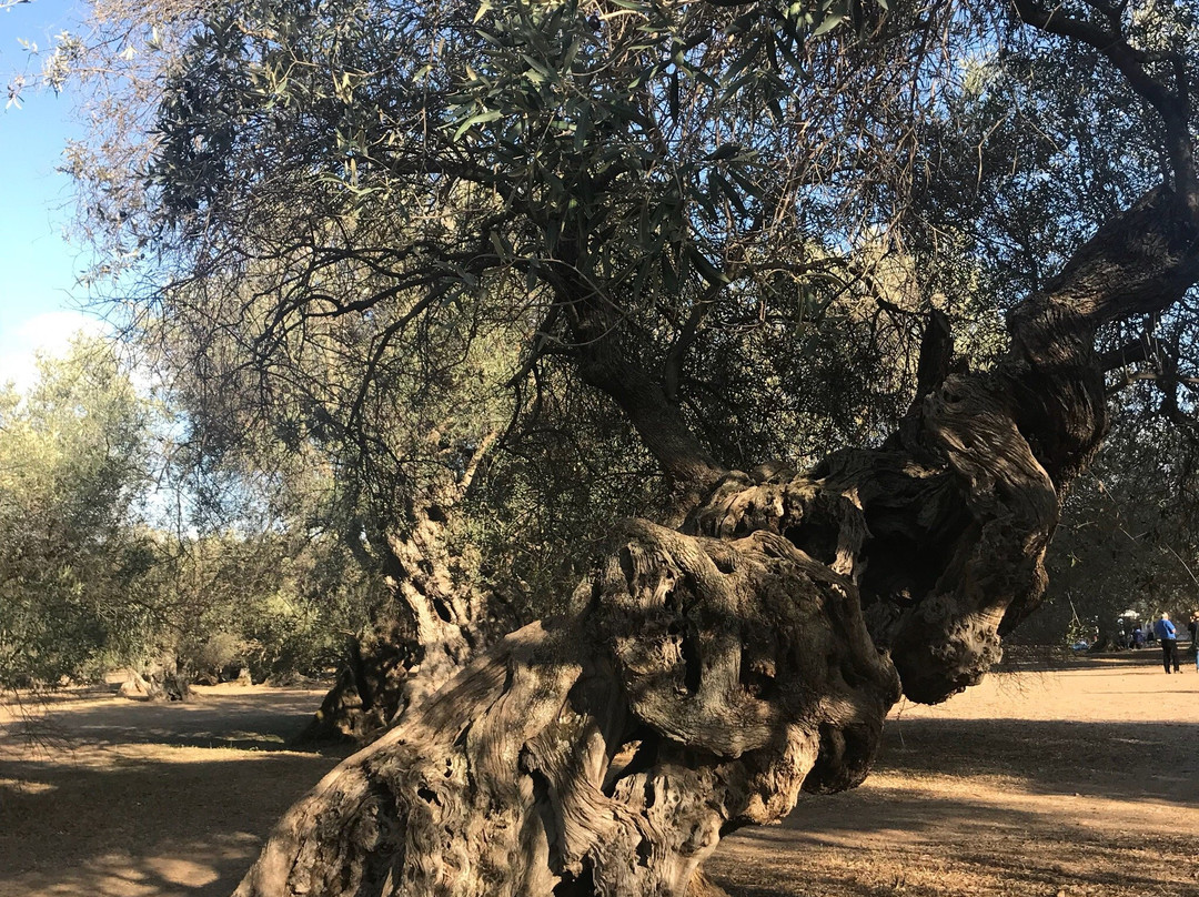 Azienda Agricola Peddio-Cuglieri必去景点