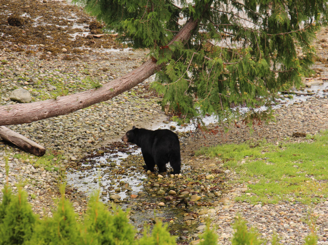 Beachcomber B&B主图