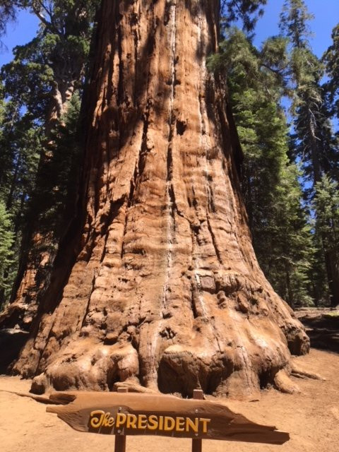 The President Tree-Three Rivers必去景点