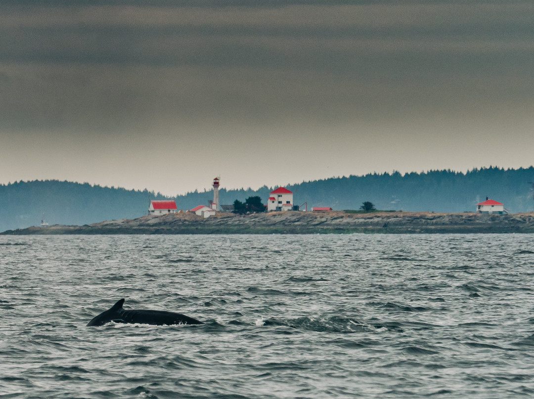 Wild Whales Vancouver景点图片