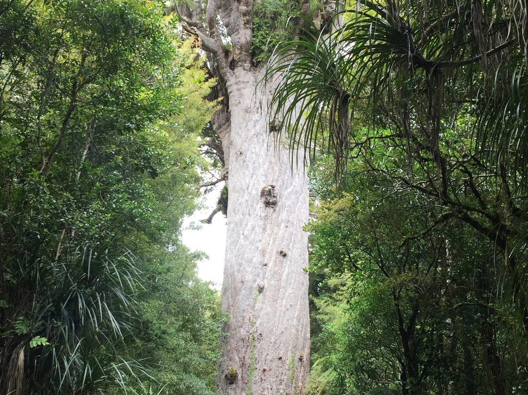 Agathis Australis Waipoua Forest Tour - Navi Outdoor Tours景点图片