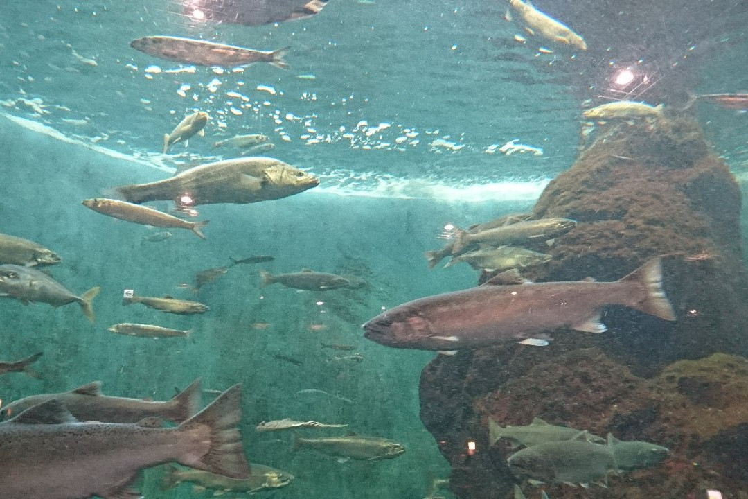 Shibetsu Salmon Park-标津町必去景点