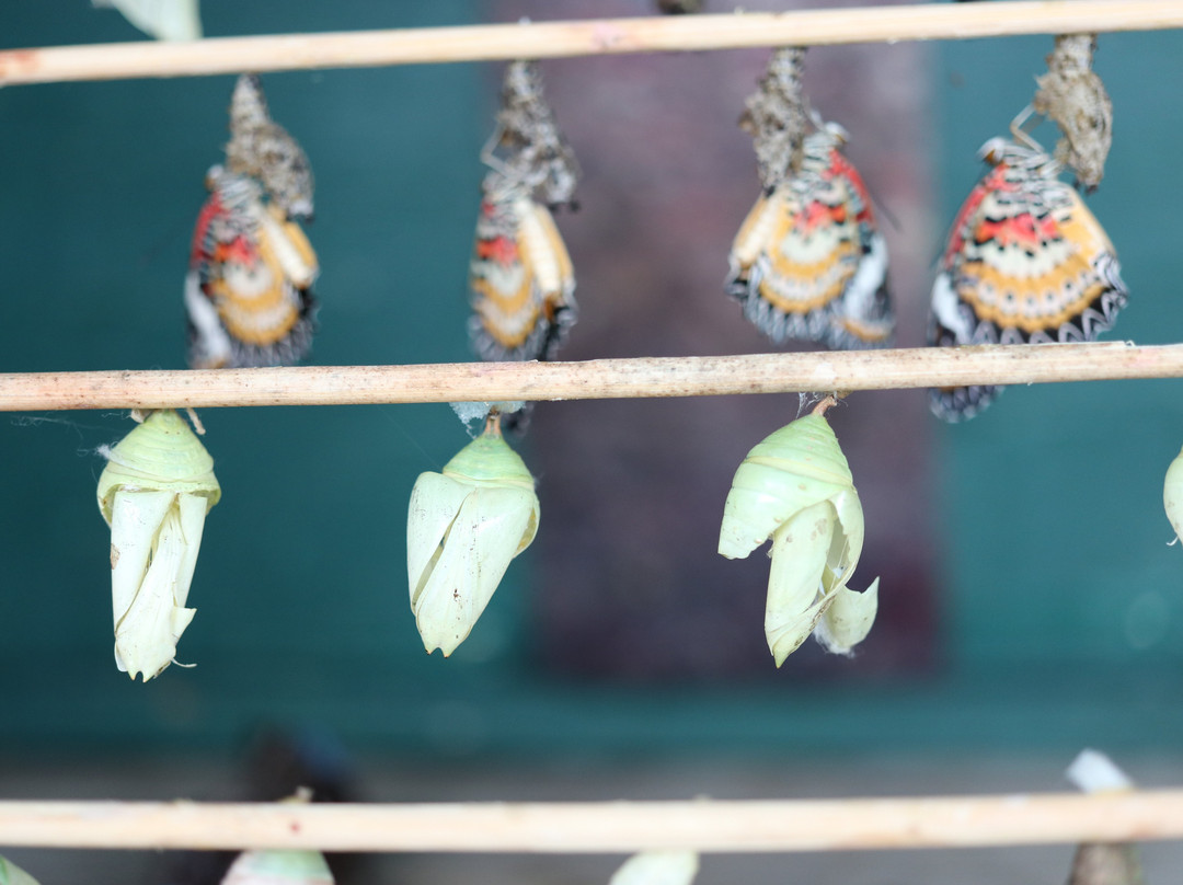 La Ferme Aux Papillons景点图片