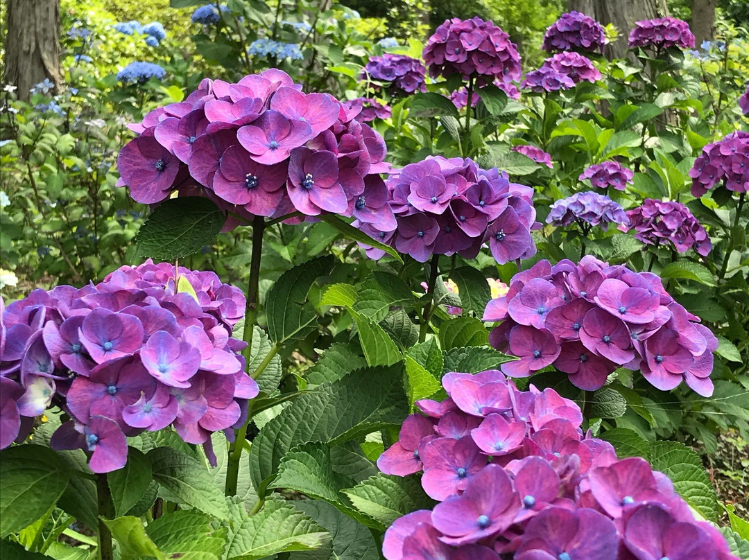 Kinsen-ji Temple-岚山町必去景点