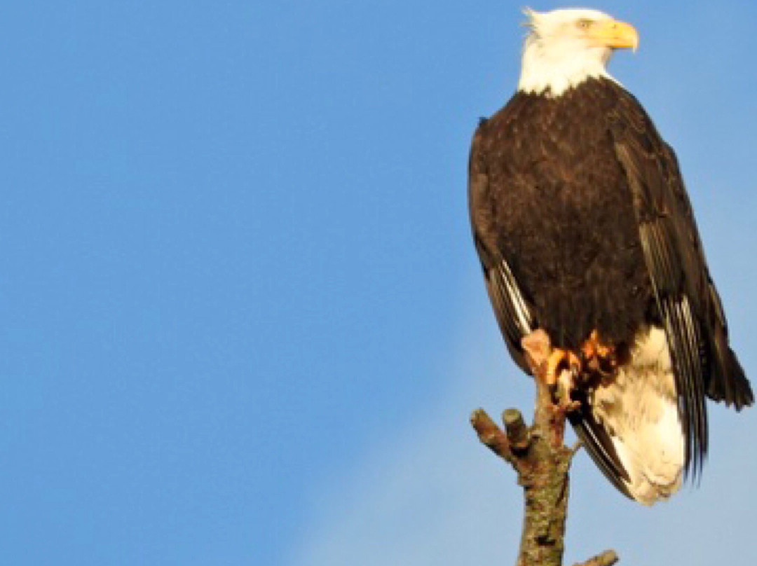 Vancouver Island Eles Escape B&b By The Sea主图