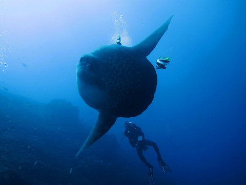 巴厘岛亚特兰蒂斯潜水中心-沙努尔必去景点