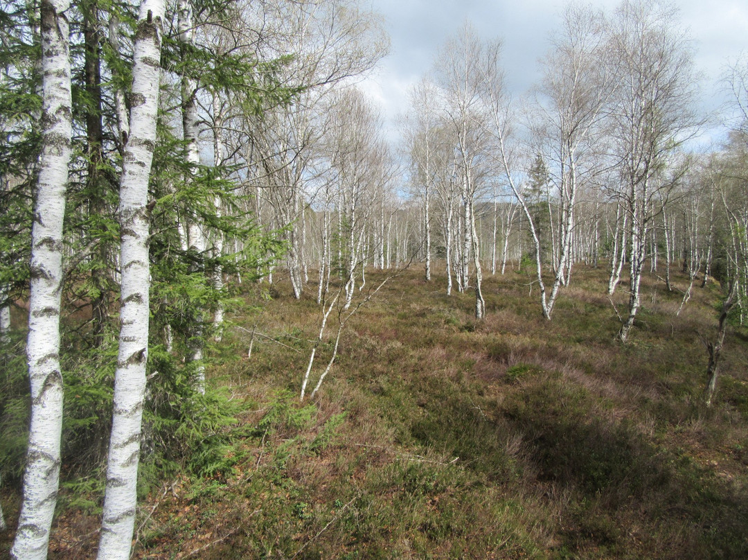 The educational Peat Route-Les Ponts-de-Martel必去景点