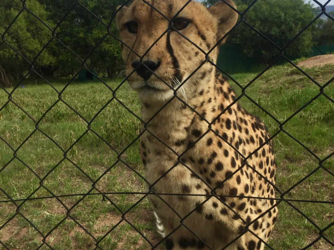 Feracare Wildlife Centre景点图片