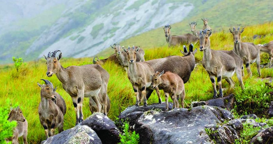 Munnar Taxi Sevice景点图片