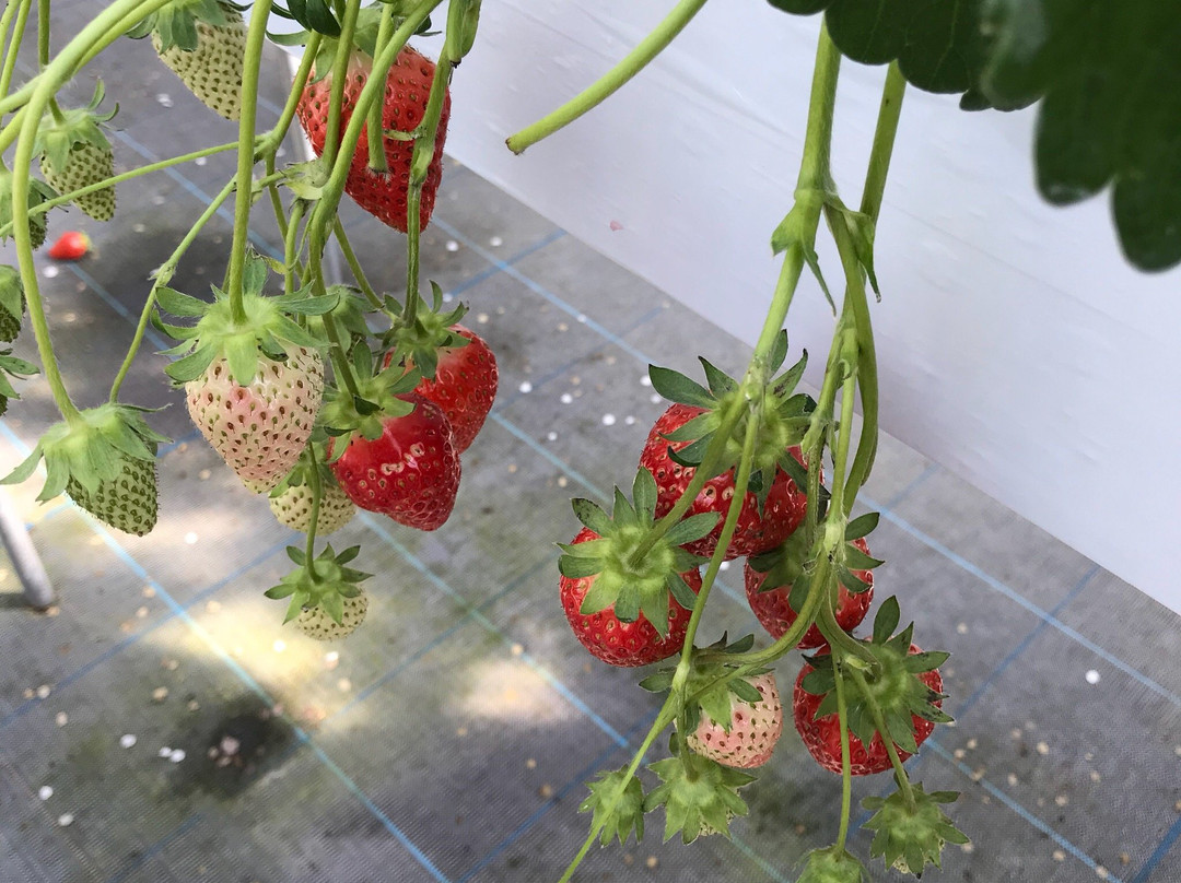 Hakuryuko Tourism Orchard-三原市必去景点