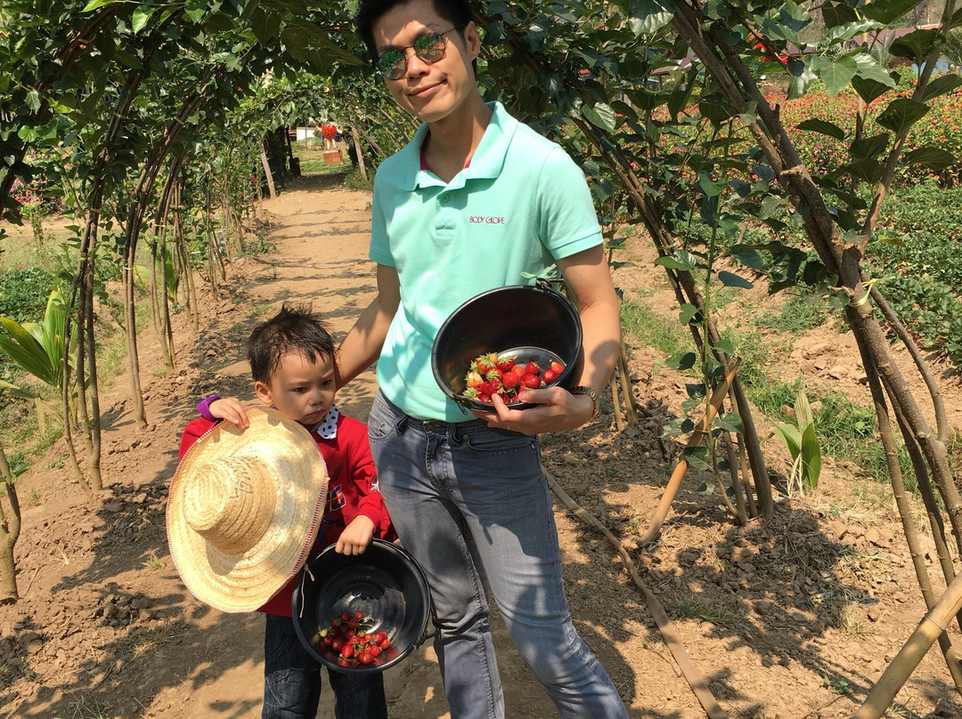Wongwan Strawberry Farm-沙蒙必去景点