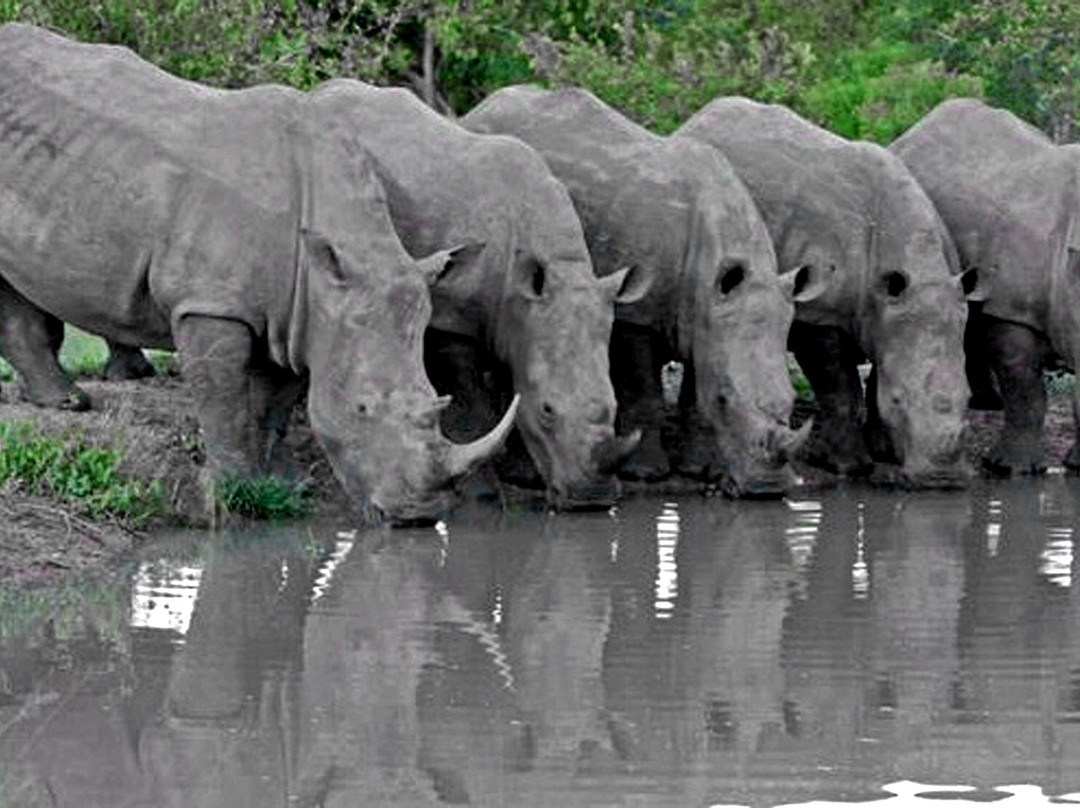 Safari4Africa景点图片