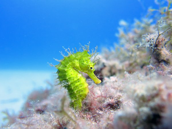 East Coast Divers Mallorca-Portocolom必去景点