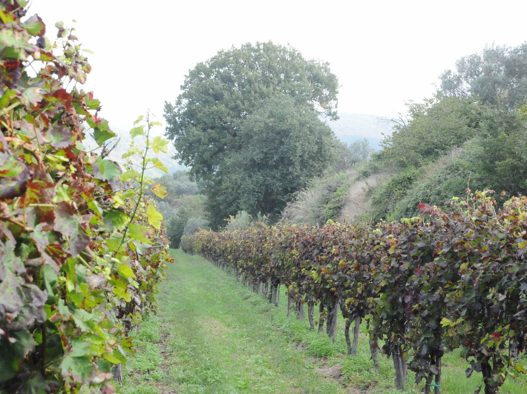 Volpara Azienda Agricola景点图片