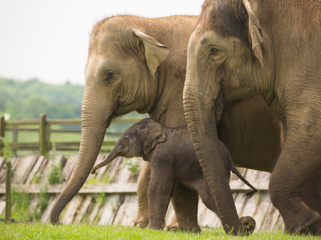 Whipsnade Zoo-邓斯特布尔必去景点
