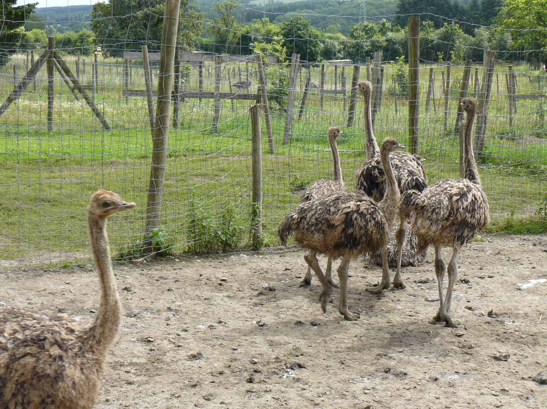 Doneu Ostrich Farm景点图片