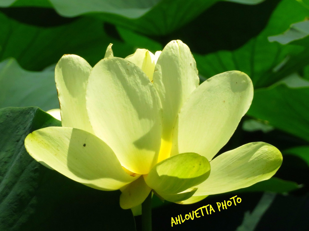 Lake Manawa Beach-康瑟尔布拉夫斯必去景点