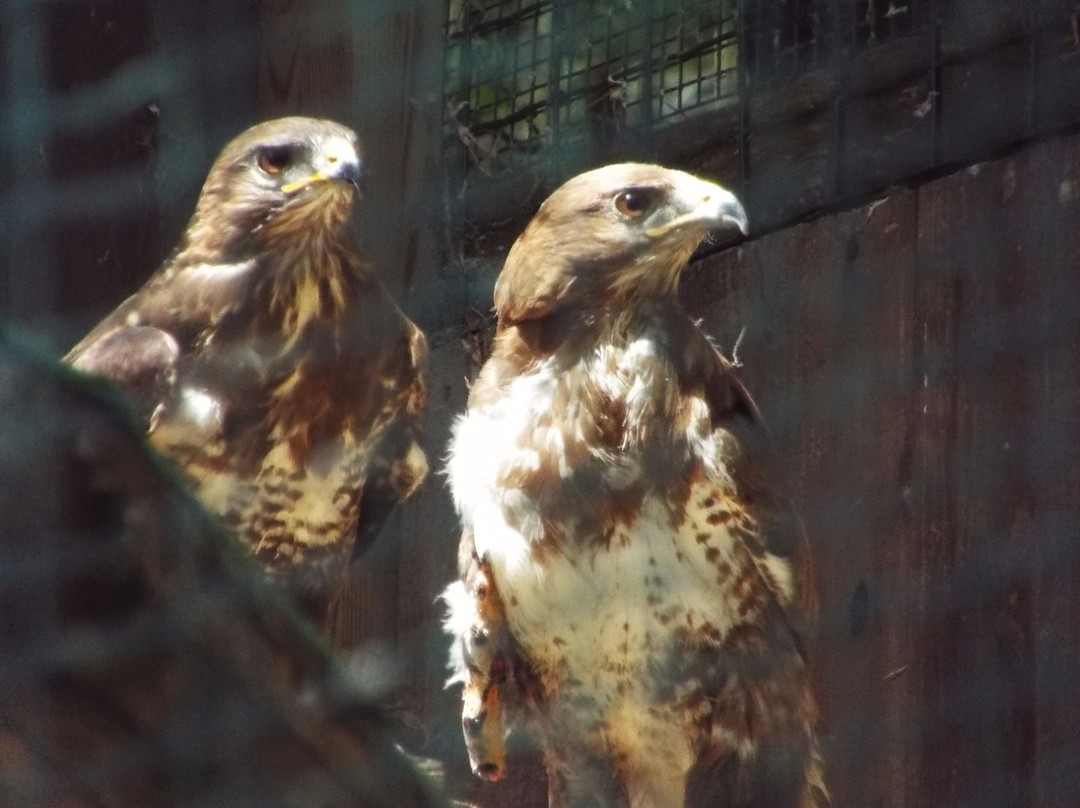 Centro Faunistico del Parco dell'Adamello-Paspardo必去景点