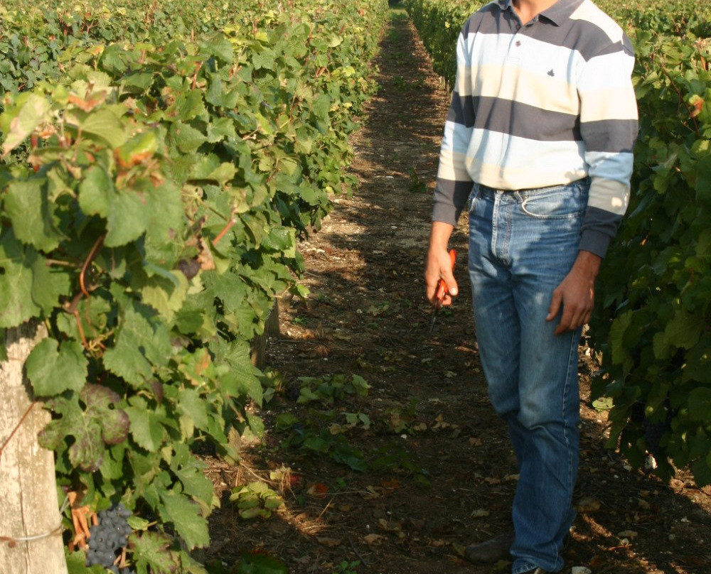 Vignoble du Chant d'Oiseaux-Mareau-aux-Pres必去景点