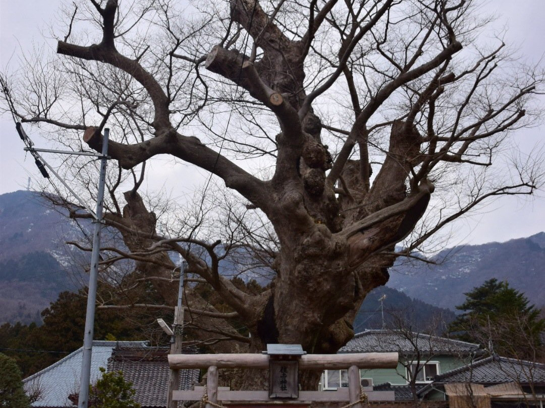 Yahiko no Takokeyaki景点图片