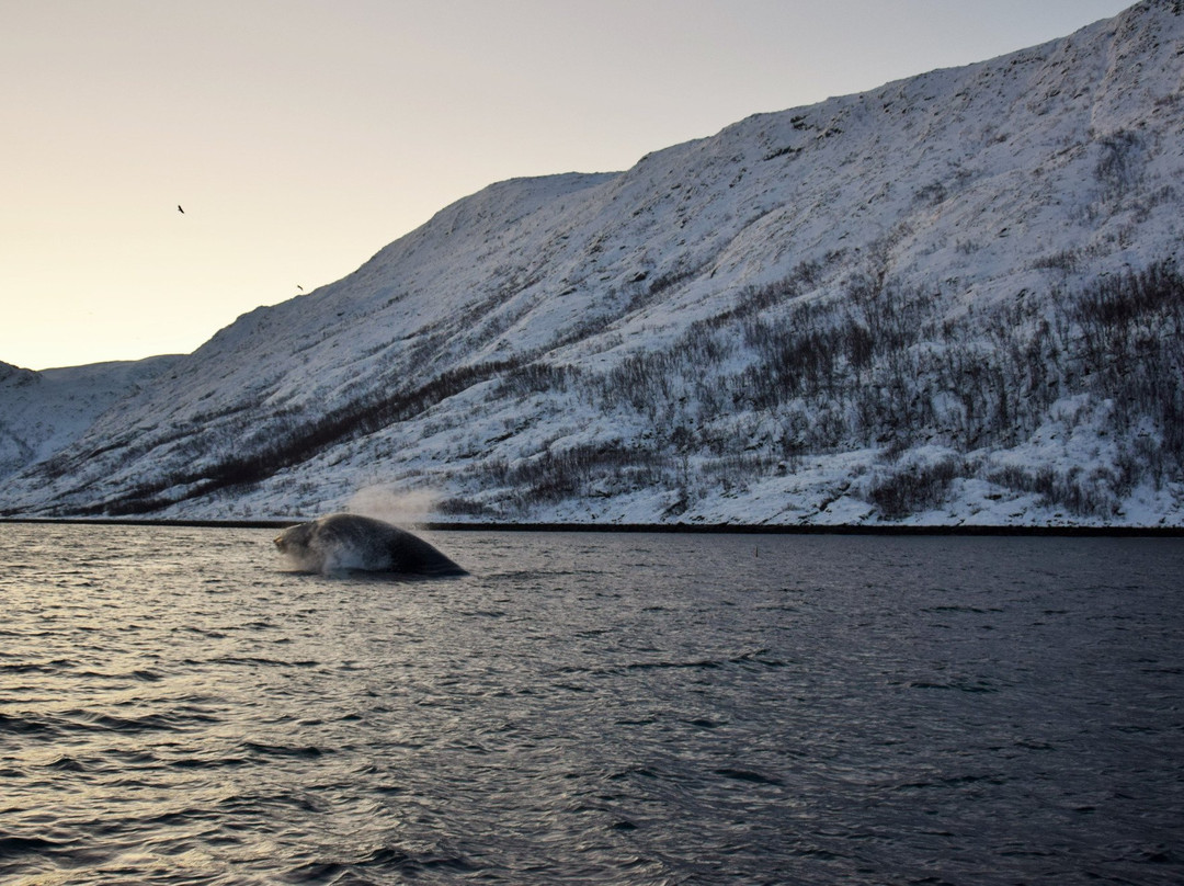 北极探险-特罗姆瑟必去景点