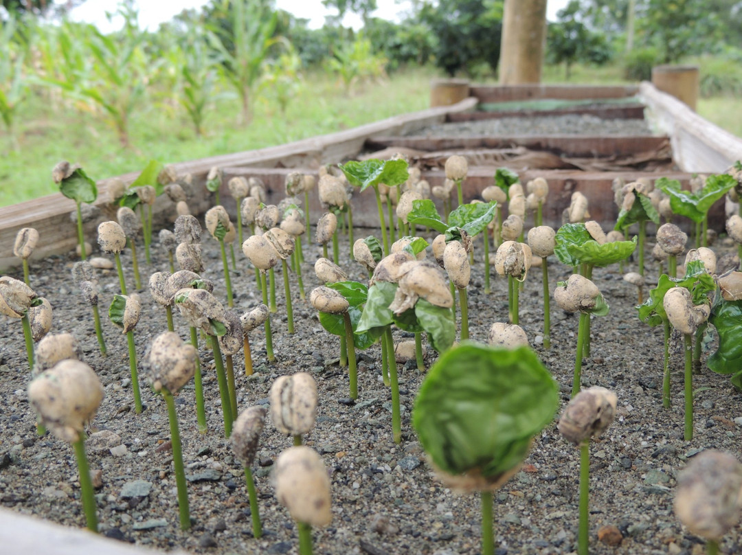 Café La Morelia-El Caimo必去景点