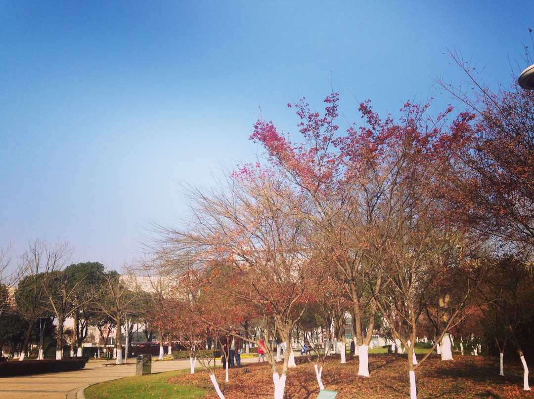 青枫公园-常州市必去景点