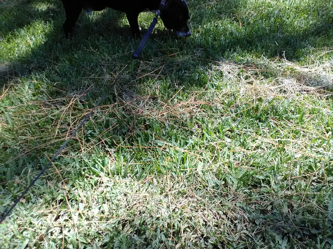 Woodmere Dog Park-威尼斯必去景点