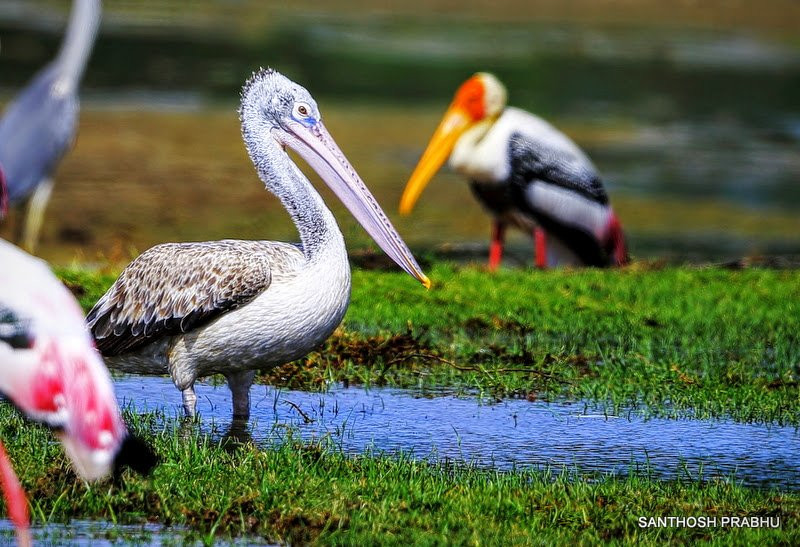 Kamal Safari Bundala Park-Weligatta必去景点